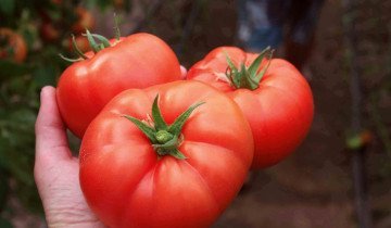 Tomato Sanka și analogii săi cu cea mai bună rezistență la boli!