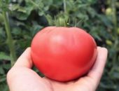 Tomato 