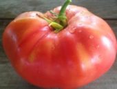 Tomato 