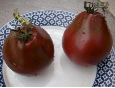 Tomato japoneză trufe negru descriere și caracteristici de cultivare