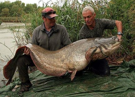 Топ 10 найбільші прісноводні риби в світі