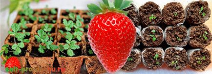 Top 7 motive pentru moartea răsadurilor de căpșuni - secretele grădinarilor