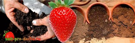 Top 7 motive pentru moartea răsadurilor de căpșuni - secretele grădinarilor