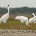 Animalul totem al libelulei - caracteristici și valoare!