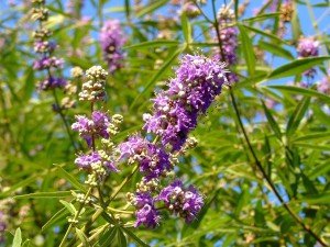 Iarbă Vitex sacră