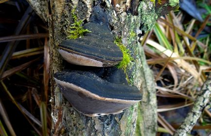 Трутовик помилковий, опис деревного гриба