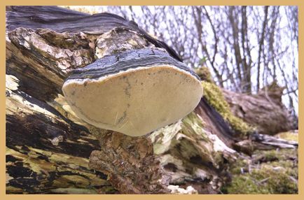 Трутовик помилковий, опис деревного гриба