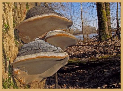 Trutovik false, descrierea ciupercii de lemn