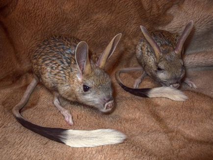 Jerboa este de casă, așa cum arată, condițiile, alimentația și speranța de viață