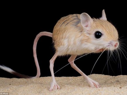 Jerboa este de casă, așa cum arată, condițiile, alimentația și speranța de viață