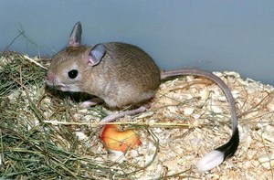 Jerboa este de casă, așa cum arată, condițiile, alimentația și speranța de viață