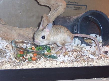 Jerboa este de casă, așa cum arată, condițiile, alimentația și speranța de viață