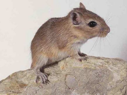 Jerboa este de casă, așa cum arată, condițiile, alimentația și speranța de viață