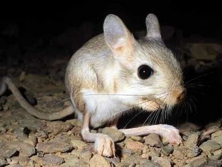 Jerboa este de casă, așa cum arată, condițiile, alimentația și speranța de viață