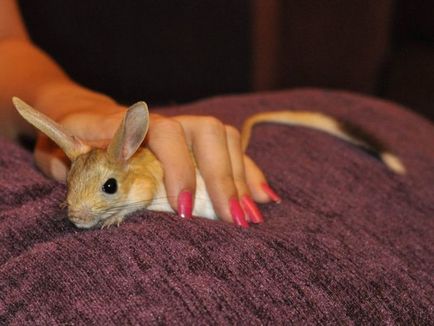 Jerboa este de casă, așa cum arată, condițiile, alimentația și speranța de viață