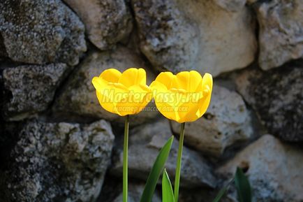 tulipán fotó