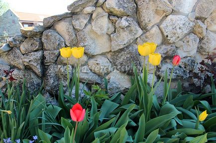 tulipán fotó