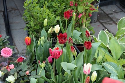 Tulipán fotó (fotók) tulipán fotó