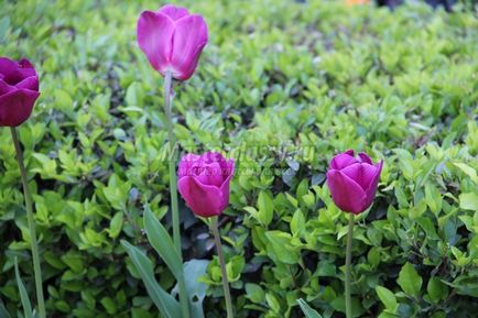 Tulipán fotó (akkor eszik) tulipán fotó
