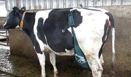 Ubere táska »(táska tőgy), a fő mezőgazdasági portál - szól az üzleti a mezőgazdaságban (mezőgazdasági) Ubere táska »(táska tőgy), a fő mezőgazdasági portál - szól az üzleti mezőgazdaság