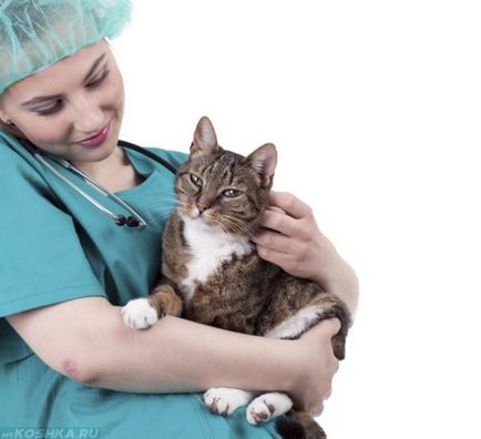 У вагітної кішки глисти як лікувати і що робити