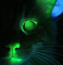 Вчені вивели флуоресцентного кота