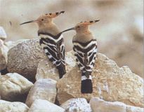 Hoopoe (pasăre)