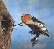 Hoopoe (pasăre)