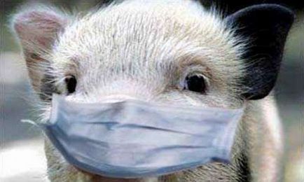 Загроза африканської чуми свиней як розпізнати заразу, від якої немає вакцини