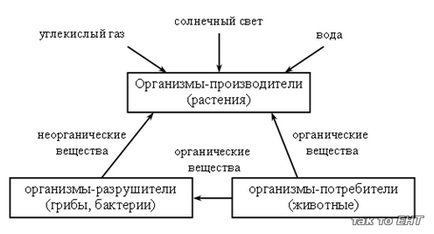 У р о к 29 великий круговорот життя, поурочні плани по навколишнього світу 3 клас, пізнання світу