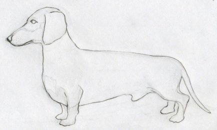 Lecțiile de învățare vor învăța cum să atragă un câine în creion și în culoare, cursuri de artă academică de indiciile de desen