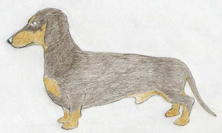 Уроки малювання навчать, як малювати собаку олівцем і в кольорі, артакадемія курси малювання київ