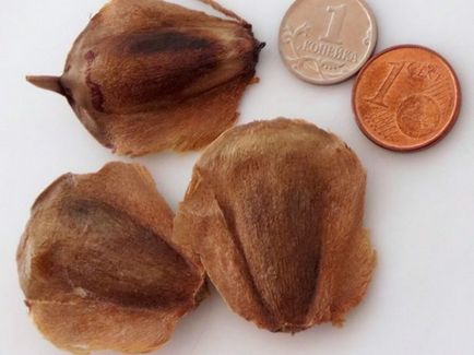 Grijă pentru araucaria la domiciliu, reproducerea de butași de molid a mâncat, de ce poate muri