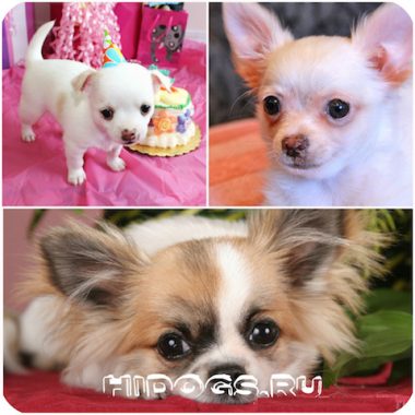 Îngrijirea catelului Chihuahua prezintă conținut, hrănire (fotografie) (hrănire) Grija pentru catelusul Chihuahua prezinta continut, hrana (foto)
