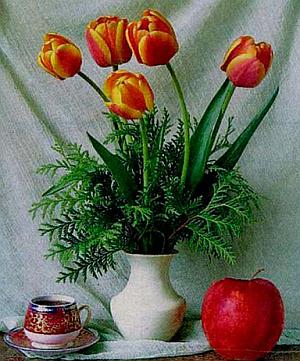 Care tulipán, reprodukció, betegség, hogyan kell tartani a vágott tulipán (tulipán) Care tulipán, reprodukció, betegség, hogyan kell tartani a vágott tulipán