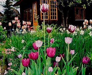 Care tulipán, reprodukció, betegség, hogyan kell tartani a vágott tulipán (reprodukció) Care tulipán, reprodukció, betegség, hogyan kell tartani a vágott tulipán