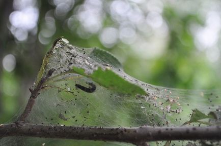 Răsucirea mărului lasă să facă ceea ce trebuie să facă, decât să trateze