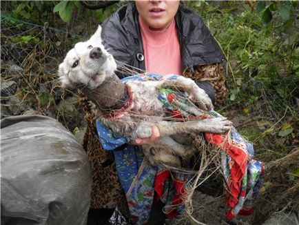 A szörnyű atrocitás közelében Odessa felfedezett egy kiskutyát egy konzervdoboz, benőtt a nyakon (fotó)