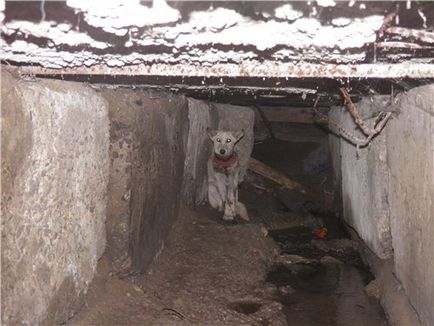 Horror atrocitate sub Odesa a gasit un catelus cu un canistrau, ingrosat in gat (foto)