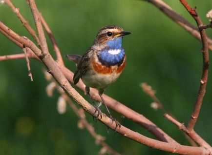 Bluethroat este o pasăre din 2012