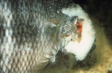 Bumbac boala în simptome de pește, tratament și prevenire - vii sănătoși