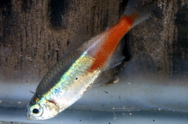 Ватяна хвороба у риб симптоми, лікування і профілактика - живи здорово