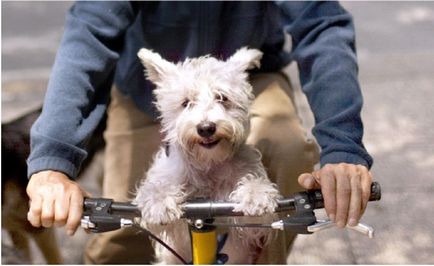 Велосипедне сідло для собак, фото і відео