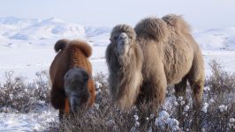 Camel, fotografii de cămilă, beduine, cămilă plimbare, dromedar, dromedar, cămilă arabă,