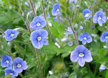 Veronica officinalis - proprietăți medicinale ale plantei