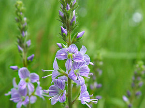 Veronica officinalis alkalmazása terápiás tulajdonságainak és ellenjavallatok