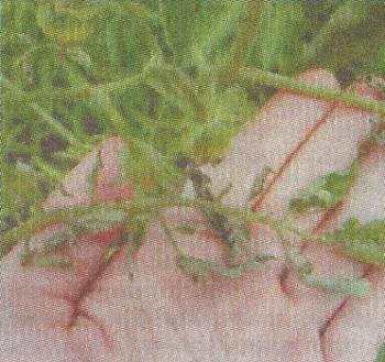 Вертіцілёзное в'янення помідорів - сади сибіру