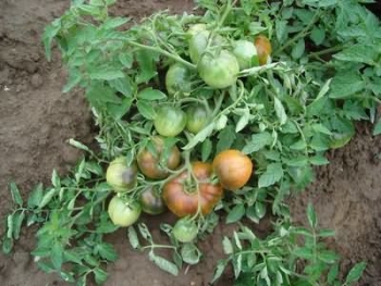 Вертіціллёзное в'янення і стрик томатів