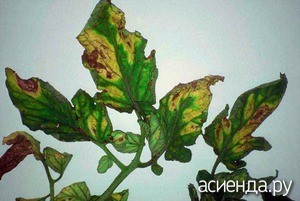 Verticillium wilt de tomate