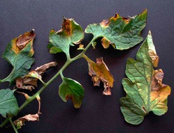 Verticillium wilt de tomate